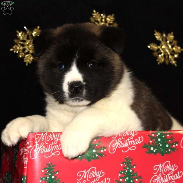 Cory, Akita Puppy